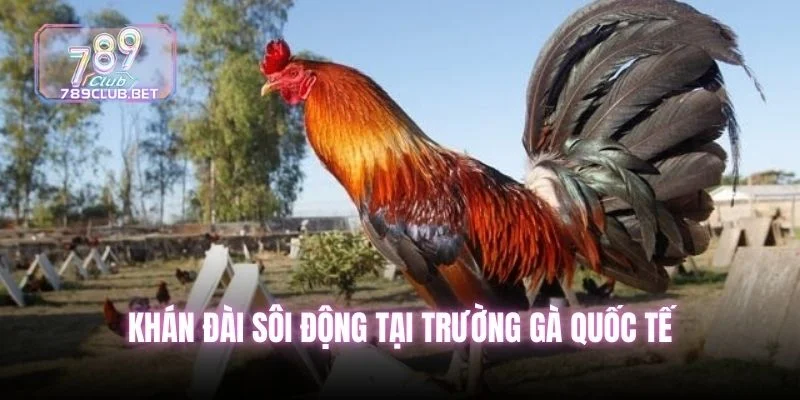 5 Sự Thật Về Đá Gà Thomo - Sức Hút Của Trường Đấu Đỉnh Cao Khán đài sôi động tại trường gà quốc tế