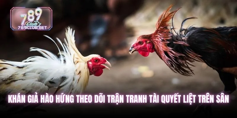 6 Kỹ Thuật Đá Gà Đòn Giúp Sư Kê Huấn Luyện Hiệu Quả Khán giả hào hứng theo dõi trận tranh tài quyết liệt trên sân