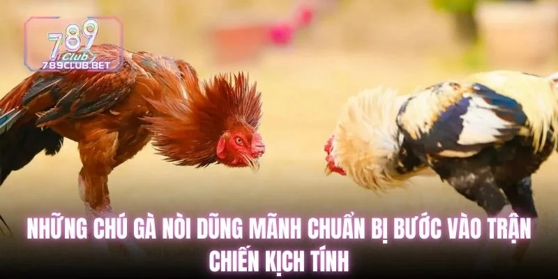 6 Kỹ Thuật Đá Gà Đòn Giúp Sư Kê Huấn Luyện Hiệu Quả Những chú gà nòi dũng mãnh bước vào trận chiến kịch tính